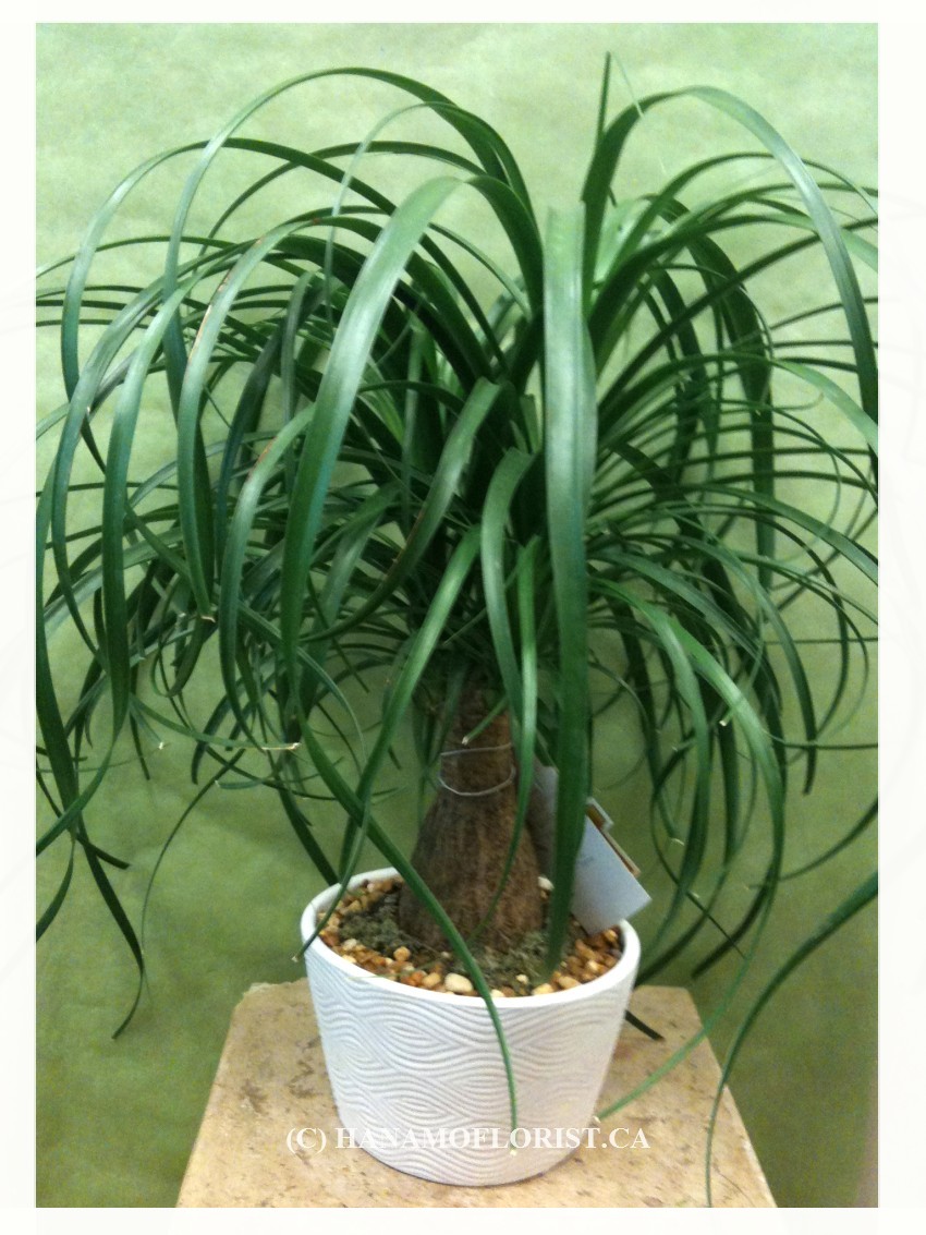 BONS426 'SPECIAL' Ponytail Bonsai Style 15 inch tall (Indoor)